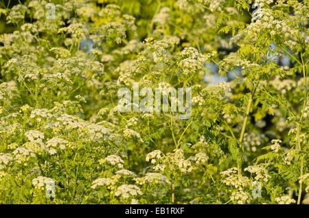 Il veleno la cicuta (conium maculatum) Foto Stock