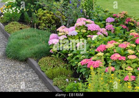 Big-lasciava ortensia (Hydrangea macrophylla) Foto Stock