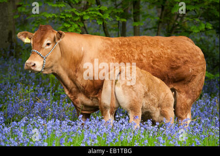 Limousin mucca con vitello in un bosco radura piena di bluebell fiori in tarda primavera. Cumbria, Regno Unito. Foto Stock