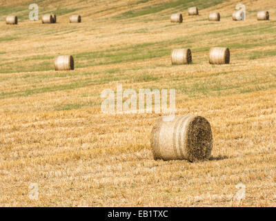 Hay-Roll sul prato dopo la vendemmia a fine estate paesaggio Foto Stock