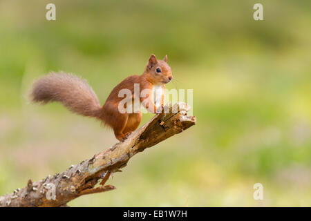 Red scoiattolo (Sciurus vulgaris) sorgeva sul caduto ramo di pino Foto Stock