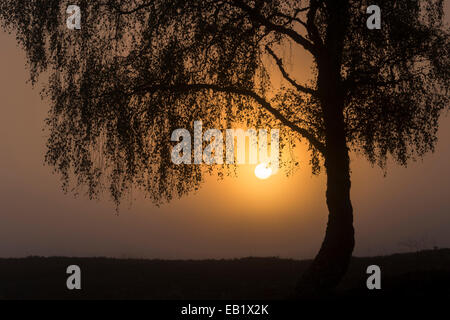 Argento (betulla Betula pendula) profilarsi all'alba Foto Stock