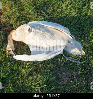 Dead Cigno sull'erba - Cygnus olor Foto Stock