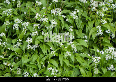 Aglio selvatico o Ramsons (Allium ursinum) in fiore, crescente bosco umido, Cumbria, Regno Unito Foto Stock