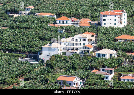 Vista aerea a case e piantagioni di banane a Isola di Madeira Foto Stock