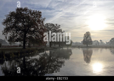Bushy Park, SW London, England, Regno Unito. Il 24 novembre 2014. Gli alberi si riflette nelle calme acque del laghetto in barca su un nebbioso e gelido mattina a Bushy Park nel sud-ovest di Londra. Credito: Julia Gavin UK/Alamy Live News Foto Stock