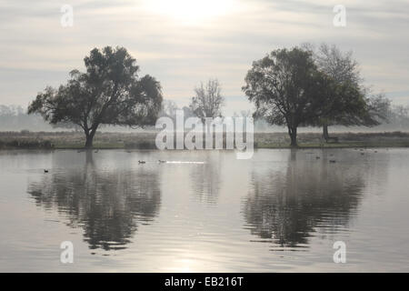 Bushy Park, SW London, England, Regno Unito. Il 24 novembre 2014. Gli alberi si riflette nelle calme acque del heron pond in una nebbiosa e frosty mattina a Bushy Park nel sud-ovest di Londra. Credito: Julia Gavin UK/Alamy Live News Foto Stock