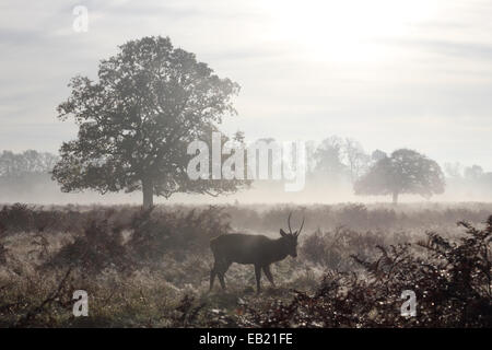Bushy Park, SW London, England, Regno Unito. Il 24 novembre 2014. Un daino stag passeggiate attraverso la bracken su un nebbioso e gelido mattina a Bushy Park nel sud-ovest di Londra. Credito: Julia Gavin UK/Alamy Live News Foto Stock