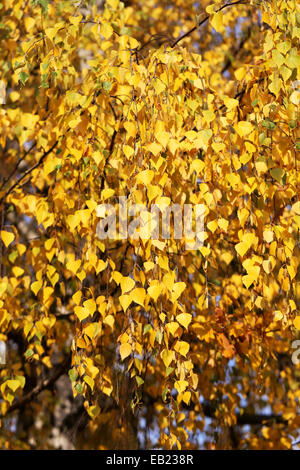 Betulla foglie un fotografato vicino fino Foto Stock