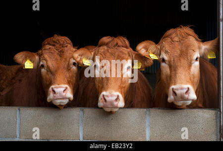 Limousin vacche di manzo cerca su una parete, Yorkshire, Regno Unito Foto Stock