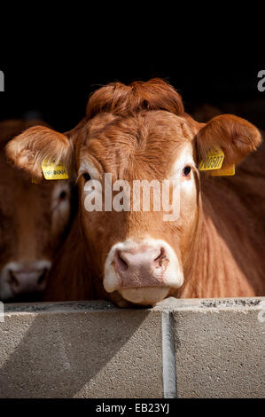 Limousin vacche di manzo cerca su una parete, Yorkshire, Regno Unito Foto Stock