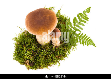 Due funghi porcini freschi in un verde muschio isolato, vista dal basso Foto Stock