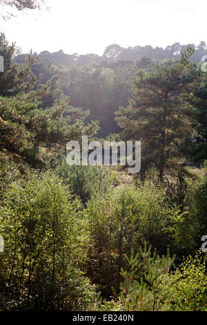 Pino silvestre alberi da legno e giovani alberelli cui Canford Heath Poole Dorset Inghilterra Foto Stock