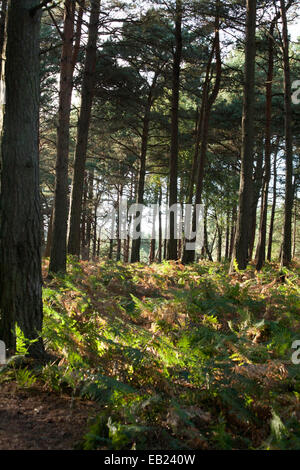 Foresta di pino silvestre alberi cui Canford Heath Poole Dorset Inghilterra Foto Stock