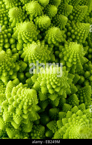 Gli sfondi e texture: abstract verde sfondo naturale, Romanesco broccoli (Brassica oleracea), close-up shot Foto Stock