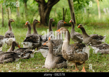 Giovani oche (goslings) mangiare, Domme, Dordogne, Aquitaine, Francia Foto Stock