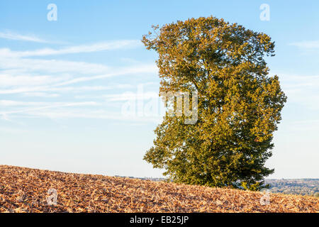 Un inglese un olmo, Ulmus procera, su terreno coltivato a inizio autunno, Nottinghamshire, England, Regno Unito Foto Stock