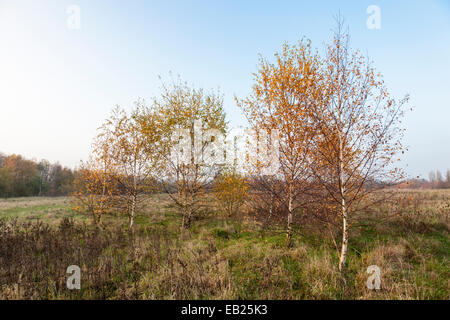 Argento di betulle (Betula pendula) nel tardo autunno, Nottinghamshire, England, Regno Unito Foto Stock