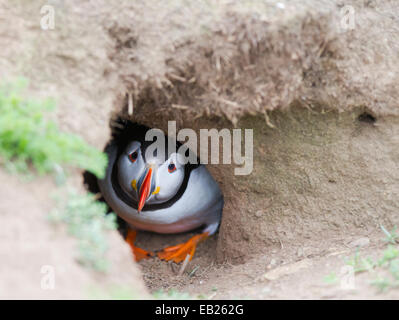 Puffin Fratercula arctica burrow in ingresso il peering fino alla fotocamera Foto Stock