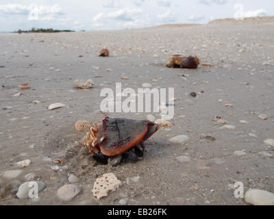 Un live combattimenti Conch crawl lungo la spiaggia di amanti dello Stato chiave Park, Ft. Myers, Florida, Stati Uniti d'America, Ottobre 6, 2014 © Katharine e Foto Stock