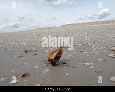 Un live combattimenti Conch crawl lungo la spiaggia di amanti dello Stato chiave Park, Ft. Myers, Florida, Stati Uniti d'America, Ottobre 6, 2014 © Katharine e Foto Stock