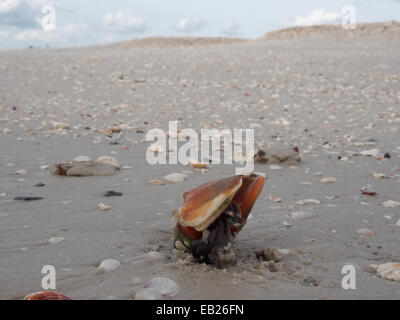 Un live combattimenti Conch crawl lungo la spiaggia di amanti dello Stato chiave Park, Ft. Myers, Florida, Stati Uniti d'America, Ottobre 6, 2014 © Katharine e Foto Stock