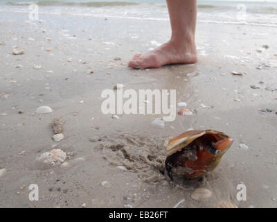 Un live combattimenti Conch crawl lungo la spiaggia di amanti dello Stato chiave Park, Ft. Myers, Florida, Stati Uniti d'America, Ottobre 6, 2014 © Katharine e Foto Stock