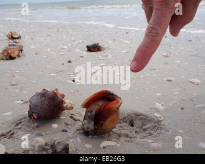 Vivere scontri Conch lungo la spiaggia di amanti dello Stato chiave Park, Ft. Myers, Florida, Stati Uniti d'America, Ottobre 6, 2014 © Katharine Andriotis Foto Stock