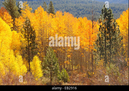 Retroilluminazione Aspen Grove visualizzazione brillante giallo evidenziare l'arrivo dell'autunno nelle montagne della Sierra Nevada. Foto Stock