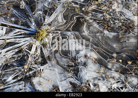 Un impasto congelato nelle prime ore del mattino la brina assume la forma di stella circondato da volute. Foto Stock