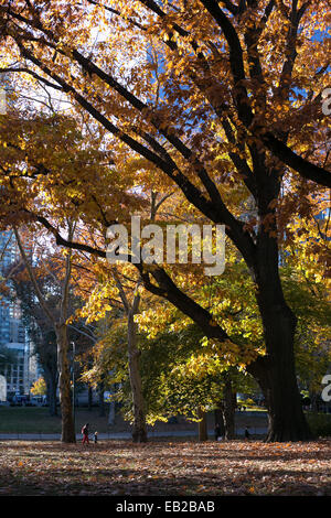 Alberi di autunno a Central Park di New York City Foto Stock