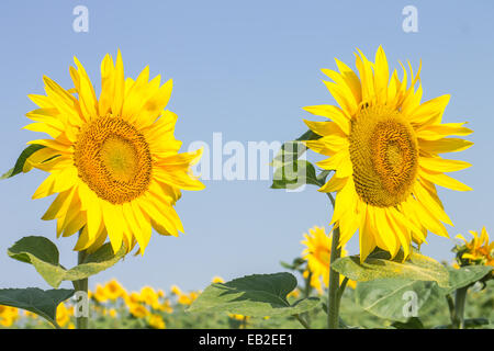 Due grandi mature girasoli in estate cielo blu sullo sfondo Foto Stock