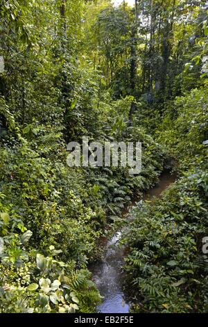 Un piccolo ruscello che scorre attraverso la foresta di pioggia in Costa Rica è la Selva La Stazione Biologica, un importante centro di ricerca dedicato alla foresta di pioggia ecologia. Foto Stock