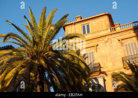 Guardando il palm tree blue sky e storico edificio nel centro della città di Malaga, Spagna