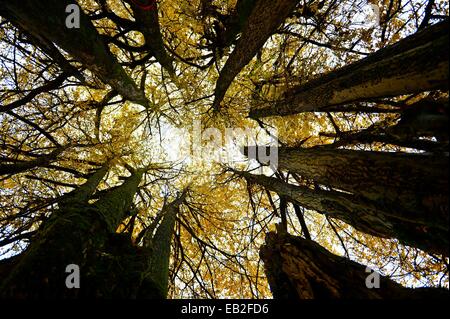 Xuan'en, la Cina della provincia di Hubei. 25 Nov, 2014. Foto scattata il 9 novembre 25, 2014 mostra un vecchio albero di gingko Maobatang nel villaggio di Xuan'en County, centrale cinese della provincia di Hubei. Il vecchio albero di gingko, che è più di 1.500 anni, è di oltre trenta metri di altezza con un perimetro di 18 metri. Credito: Song Wen/Xinhua/Alamy Live News Foto Stock