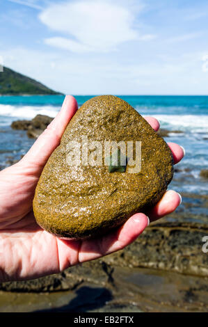 Un bambino Stella di Mare attaccato ad una roccia in una piscina di roccia con la bassa marea. Foto Stock
