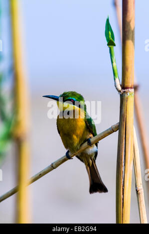 Una colorata Little gruccione sono ' appollaiati su una canna stelo in una zona umida. Foto Stock