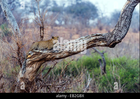 Un Leopard in appoggio su un albero morto feste di addio al celibato come il calore del giorno wanes. Foto Stock