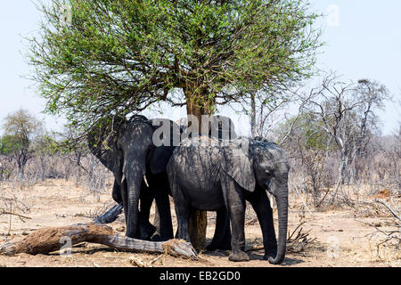 Gli elefanti africani di ripararsi dal sole cocente sotto alberi di ombra.
