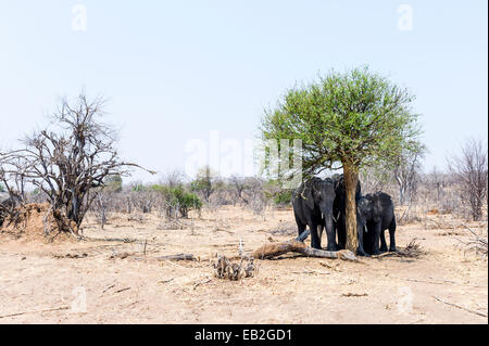Gli elefanti africani di ripararsi dal sole cocente sotto alberi di ombra.