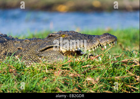 La testa e le ganasce di un coccodrillo del Nilo sun crogiolarvi al sole su una zona umida isola. Foto Stock