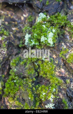 Verde muschio cresce su di albero Foto Stock