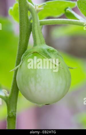 Scarafaggio verde berry sulla natura albero impianto Foto Stock