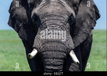 Il rugosa e coriacee volto di un elefante africano bull avvicinando la fotocamera. Foto Stock