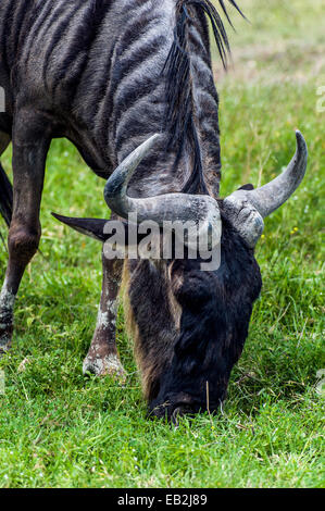 Un blu Gnu pascolano sulla breve pianura savannah graminacee. Foto Stock