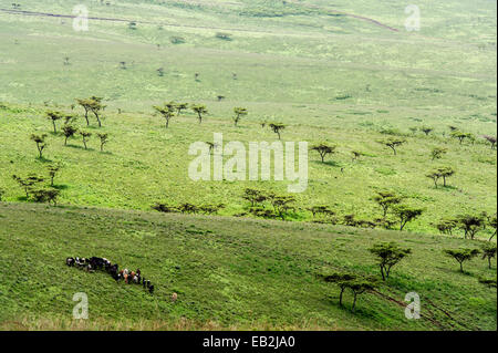 Un guerriero Masai mandrie del suo bestiame attraverso la savana punteggiato di alberi di acacia Foto Stock