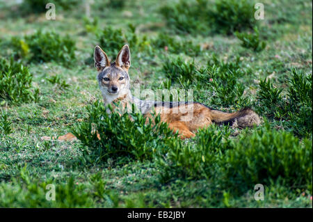 Un avviso Black-backed Jackal riposo dopo alimentazione su un Blu Gnu carcassa. Foto Stock