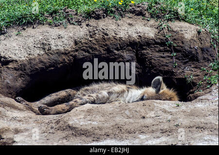 Un Spotted Hyena addormentato in ingresso è den sulla pianura di Savannah. Foto Stock