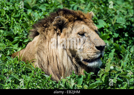 Un maschio di leone africano sondaggi la savana da una comoda posizione di appoggio in alcuni arbusti. Foto Stock