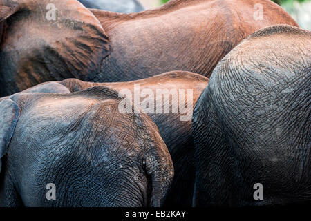 Il rugosa e coriacee dorsi Eelphants africana di bere in un fiume. Foto Stock